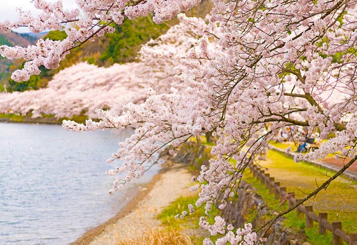 Dự đoán ngày Hoa Anh Đào nở khắp nước Nhật năm 2019