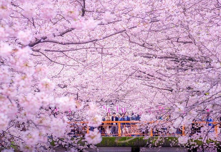Mùa hoa anh Đào nở tại Nhật Bản
